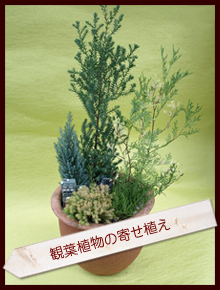 �ϗt�A���̊񂹐A��